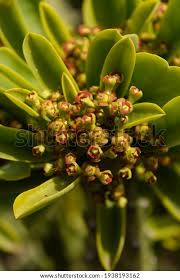 Image result for Santalaceae