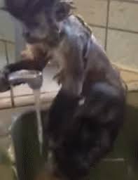 I lov this it's just ideal for a quick bath in the sink. Ah Nothing Just A Little Monkey Having A Shower In A Sink