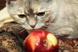 I have a kitty, sandy paws, dealing with renal challenges. Homemade Diet For Cats With Kidney Failure Cuteness Cat Care Cat Kidney Homemade Cat Food