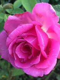 Miranda Lambert Beautiful Flowers Beautiful Roses Flowers