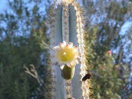 Cactus and artic foxes are the usual lunch and dinner is usually. How Are Camels Capable Of Eating A Cactus Quora