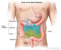 1 what does the small intestine look like? Definition Of Small Intestine Nci Dictionary Of Cancer Terms National Cancer Institute