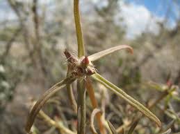 Image result for Portulaca kermesina