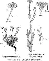 Image result for Aster chimanimaniensis