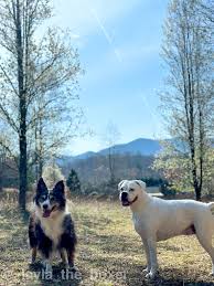 The trees are starting to bloom 😍