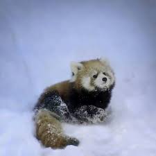 Pin By Deni Filmore On Adorable Beautiful Amazing Animals Red Panda Red Panda Baby Cute Animals
