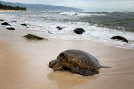 Laniakea Beach Aka Turtle Beach Hawaii Travel Oahu Hawaii Turtle Beach