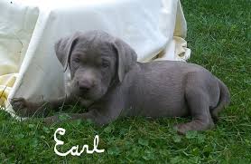 Jun 15, 2021 · born june 15th full akc registration, dewclaws removed, dewormed and firsts shots, $200 non refundable deposit, remaining $1000 due at pick up. Akc Silver Labrador Retriever Puppies For Sale In Ashland Ohio