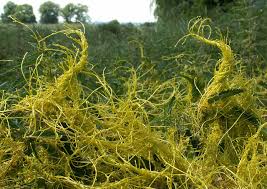 Image result for Cuscuta kilimanjari