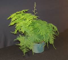 Image result for Asparagus setaceus