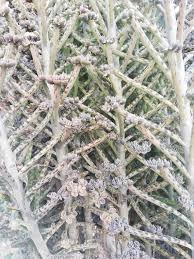 Image result for Bryophyllum tubiflorum