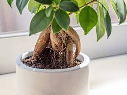 Image result for Grewia microcarpa