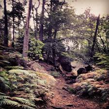 Foret De Fontainebleau Fontainebleau Country Roads Nature