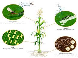 It shows how strategies for target markets and positioning create the firm's differential advantages. Plants Free Full Text Silicon And Plant Natural Defenses Against Insect Pests Impact On Plant Volatile Organic Compounds And Cascade Effects On Multitrophic Interactions Html
