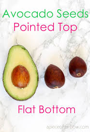 Although the seeds of avocado have been planted, the plant cant bear fruit for up to 15 years. How To Grow Avocado From Seed 2 Easy Ways A Piece Of Rainbow