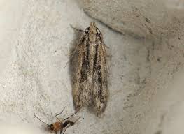 Image result for Teleiodes sequax