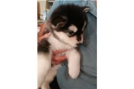 To learn more about each adoptable dog, click on the i icon for. Alaskan Malamute Puppies For Sale From Reputable Dog Breeders