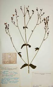 Image result for Rhinacanthus zambesiacus