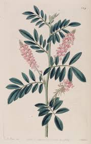 Image result for Indigofera hendecaphylla