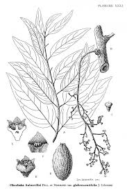 Image result for Scorodophloeus zenkeri