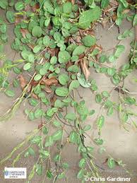 Image result for Alysicarpus zeyheri