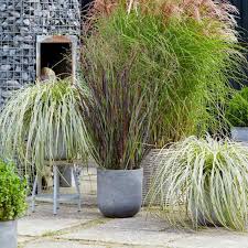 Besonders bambus in kübeln ist als sichtschutz begehrt. Pflanzen Als Sichtschutz Fur Die Terrasse Im Kubel Schone Ideen