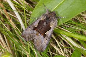 Image result for Syngrapha hochenwarthi