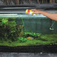 Ada teman kita yang selalu setia membantu kita dalam menjaga. Cara Merawat Aquarium Dan Aquascape Panduan Cara Bertanam