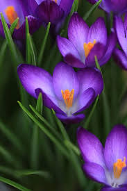 crocus vividus by shari jardina in 2021 crocus flower pretty flowers beautiful flowers