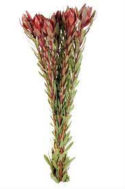 By clicking on the monthly availability tab, you will see when this product is. Leucadendron Safari Sunset Andean Fields International