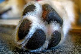 Check spelling or type a new query. Pungent Puppy Paws Fauna Care