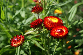 Image result for Helichrysum globosum