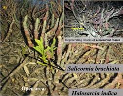 Image result for Halosarcia indica