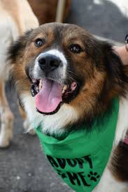 Our affordable pet vaccination clinics offer quality, preventive care to help ensure your pet's health & wellness. Adoption Event At Tractor Supply Co In Monroe Nj Zani S Furry Friends