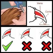 Jipijapa_online - Si nos han comprado cortaúñas, chequen esta info de cómo  cortar sus uñitas ?? Cómo cortar las uñas a un perro en casa? Las uñas del  can jamás deben sobrepasar