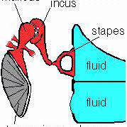 A Simple Diagram Of The Middle Ear Anatomy Showing The Tympanic Download Scientific Diagram