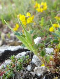 Image result for Trigonella anguina