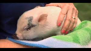 How To Take Care Of A Teacup Pig | Small Pets - Youtube