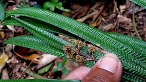 Image result for Hypolytrum