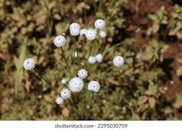 Image result for Pseudoconyza viscosa