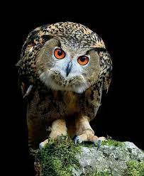 اجمل خلفيات بوم في العالم صور بومة عالية الجودة hd فوتوجرافر owl bird pet birds owl images