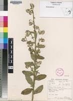 Image result for Laggera crispata