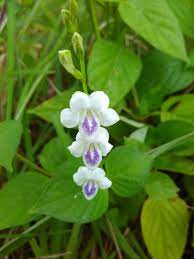 Maybe you would like to learn more about one of these? Bunga Rumput Liar Juga Memiliki Keindahan Steemit