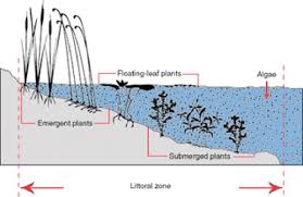 Aquatic habitat is an ecosystem which exists within water. Aquatic Plants An Overview Sciencedirect Topics