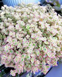Plant with little pink heart shaped flowers. Sedum Little Missy Succulent In 2020 Sedum Plant Sedum Sedum Garden
