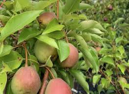 We did not find results for: Fruit Trees Small Fruits Black Forest Nursery