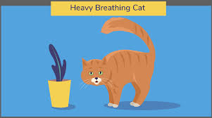 Kitty could have sudden weight gain for several reasons. Heavy Breathing Cat The 3 Types Of Heavy Breathing And What They Mean We Re All About Cats