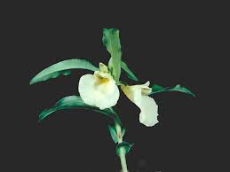 Image result for Brachycorythis friesii