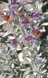 Image result for Vernonia glabra