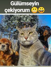 Necla Adli Kullanicinin Komik Yazili Resimler Panosundaki Pin Komik Kedi Resimleri Komik Hayvanlar Hayvanlar